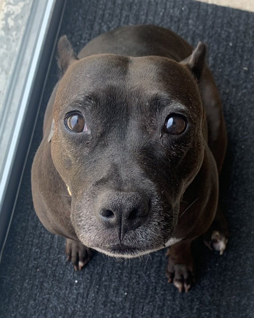 Hope, a dark brown dog with soft brown eyes, sitting on a mat and looking up at the camera.